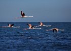 Greater Flamingo