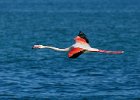 Greater Flamingo