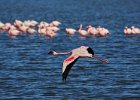 Lesser Flamingo