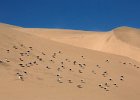 Cape Gulls on dune