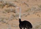 Male Ostrich