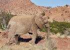 Desert Adapted Elephant