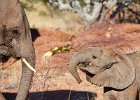 Desert Adapted Elephant