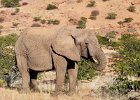 Desert Adapted Elephant