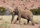 Desert Adapted Elephant