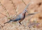 Laughing Dove