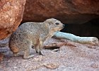 Rock Hyrax