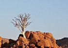 Tree in a rock