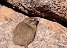 Dassie Rat