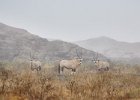 Misty morning Oryx