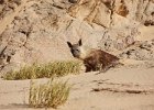 Brown Hyena