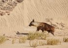 Brown Hyena