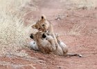 Lion cubs playtime