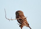 Pearl-spotted Owlet