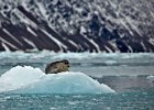 Bearded Seal on ice floe