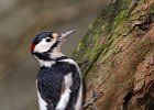 Great Spotted Woodpecker (m)