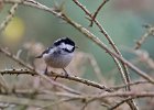 Coal Tit