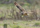 Short Eared Owl