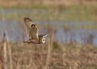 Short Eared Owl