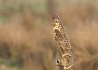 Short Eared Owl