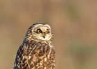 Short Eared Owl  Short Eared Owl