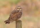 Short Eared Owl