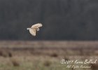 Barn Owl