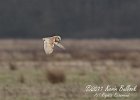 Barn Owl