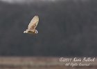 Barn Owl