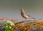 Meadow Pipit