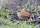 Wren