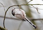 Long-Tailed Tit