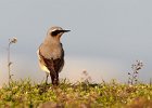 Northern Wheatear (m)