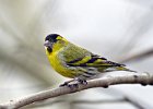 Siskin (m)