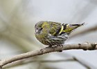 Siskin (f)