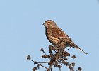 Linnet (f)