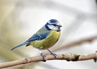 Blue Tit