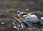 Grey Wagtail