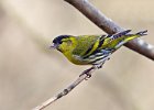 Siskin (m)