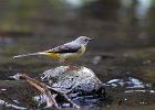 Grey Wagtail