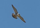 Peregrine Falcon