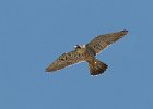 Peregrine Falcon