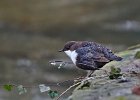 Black-Bellied Dipper