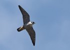 Peregrine Falcon