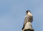 Peregrine Falcon