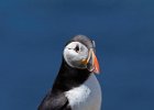 Puffin