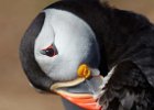 Puffin