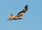 Red Kite