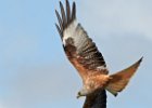 Red Kite