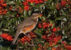 Redwing